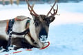 Super reindeer safari