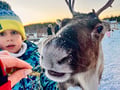 Super reindeer safari