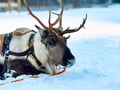 Super reindeer safari