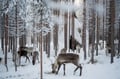 Reindeer Fence Visit