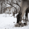 Reindeer Fence Visit