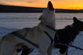 Kemijärvi: Insider Husky Self Drive 5km Safari