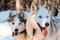 Kemijärvi: Insider Husky Self Drive 5km Safari