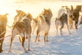 Kemijärvi: Insider Husky Self Drive 5km Safari