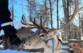 Private Reindeer Feeding & Wilderness Sauna with Ice-Swimming