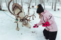 FEEDING REINDEER & SNOWMOBILING