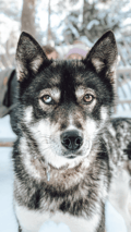 Husky Meet and Greet