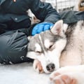 Husky Meet and Greet