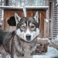 Husky Meet and Greet