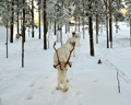 Northern Lights safari and meeting reindeer on electric snowmobiles in Rovaniemi