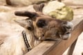 Reindeer Park visit and Buggy Adventure