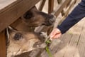 Reindeer Park visit and Buggy Adventure