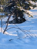 Snowshoe And Sausage Grilling In Ylläs National Park