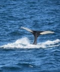 Whale fluke rising above the ocean during a Reykjavík whale watching tour, where visitors may spot humpback whales, minke whales, dolphins a