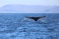 Whale fluke disappearing beneath the waves during a combined whale watching and puffin watching experience from Reykjavík Harbour, Iceland.