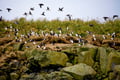 Puffin Express: 1-Hour Close Encounter with Adorable Birds