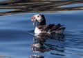 Atlantic puffin floating on the ocean during a Reykjavík puffin tour. Explore Iceland’s unique seabirds and coastal wildlife by boat.