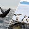 Whale Watching and Puffin Tour: Explore Iceland's Wildlife from Old Harbour in Downtown Reykjavik
