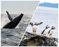 Whale Watching tour from Reykjavik & Puffins