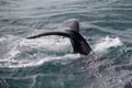 A humpback whale moves through the ocean during a whale watching tour from Reykjavík, offering unforgettable encounters with Iceland’s marin