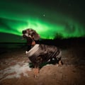 Aurora Photography Hunt