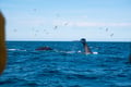 Whale tail visible above the sea during a whale watching cruise