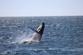 Whale breaching above the ocean during a Reykjavík boat tour