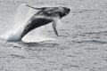 Whale Watching tour from Reykjavik