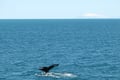Whale swimming near the surface in the waters of Reykjavík Bay