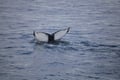Whale tail disappearing beneath the ocean surface in Iceland