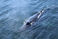 Dolphins swimming through the ocean near Reykjavík Iceland