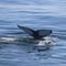 Whale Wonders: Morning Expedition