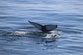 Whale tail rising above the ocean during a whale watching tour in Iceland