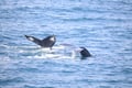 Dolphins swimming together near a whale watching boat in Reykjavík