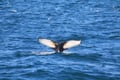 Whale fluke appearing above the ocean surface during a whale watching trip from Reykjavík, Iceland.