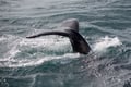 A whale travels through the waves during a whale watching experience in Iceland, home to humpback whales, minke whales, dolphins and rich ma