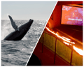 Enjoy two of Iceland’s most popular experiences in one day: whale watching from Reykjavík Harbour and the award-winning Lava Show, where rea