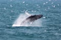 Whale surfacing in the North Atlantic Ocean during a whale watching adventure from Reykjavík, with opportunities to see humpback whales, min