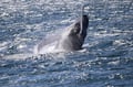 Whale emerging from the water during a guided whale watching tour from Reykjavík Harbour, Iceland.