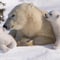 VISIT TO THE RANUA ZOO + BUFFET LUNCH