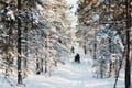 Half-day Snowmobile Safari with Lunch