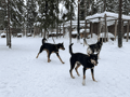 Husky Kennel Visit & Cuddle with Huskies, Levi