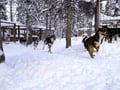 Husky Kennel Visit & Cuddle with Huskies, Levi