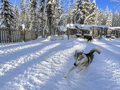 Husky Kennel Visit & Cuddle with Huskies, Levi