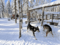Husky Kennel Visit & Cuddle with Huskies, Levi