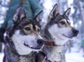 Husky Kennel Visit & Cuddle with Huskies, Levi