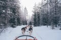 HUSKY FARM VISIT + 6Km SLEIGH SAFARI (30min)