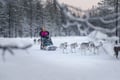 10KM HUSKY SLED SAFARI DRIVING YOUR OWN SLED (60MIN)