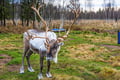 Local Reindeer farm visit with photographer (summer & autumn)