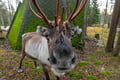 Local Reindeer farm visit with photographer (summer & autumn)
